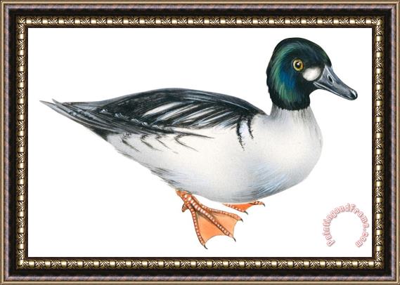 Others Common Goldeneye Framed Painting