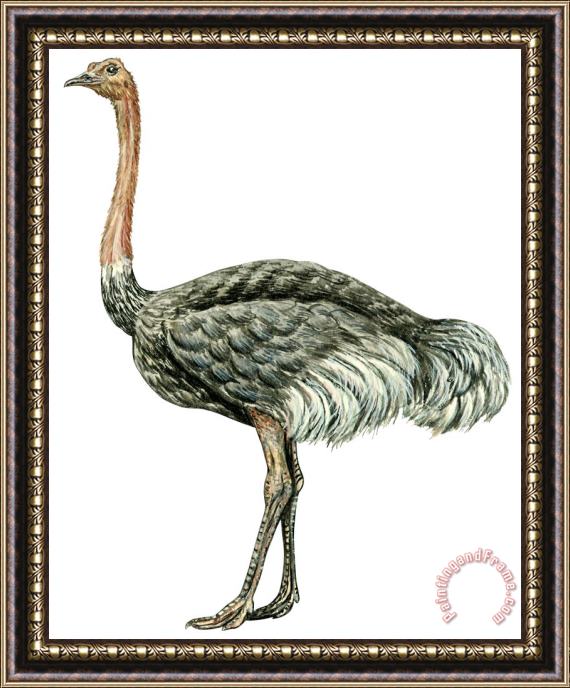 Others Common Ostrich Framed Painting