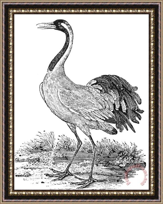 Others Crane Framed Painting