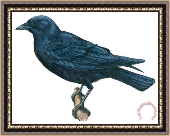 Others Crow Framed Print