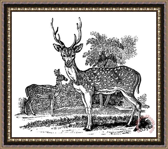 Others Deer Framed Print