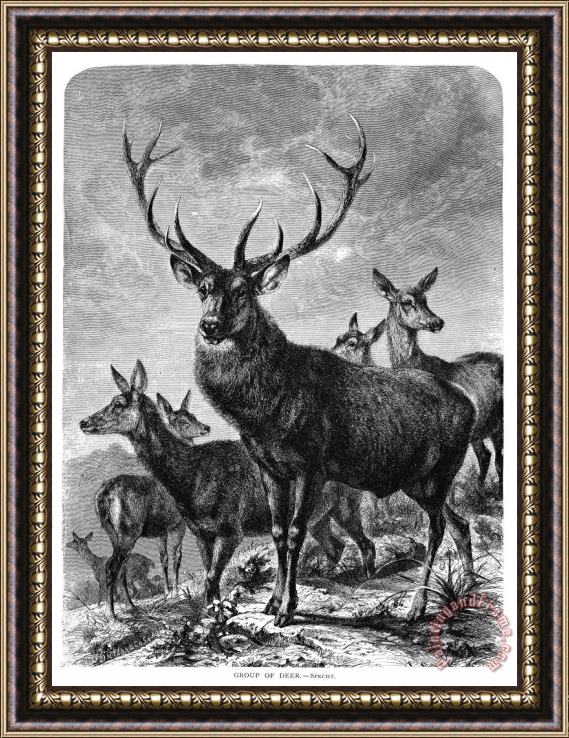 Others Deer Framed Painting