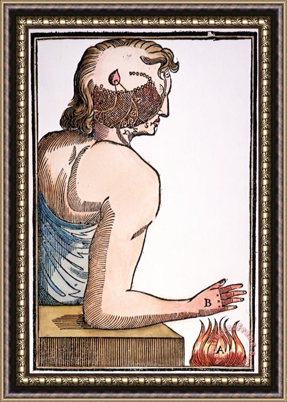 Others Descartes: Reflex, 1664 Framed Print