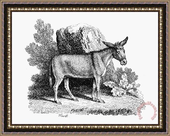 Others Donkey Framed Painting