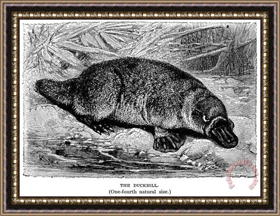 Others Duck-billed Platypus Framed Print