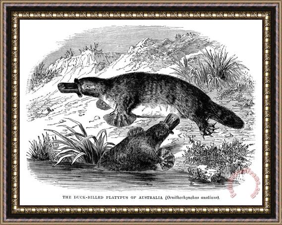 Others Duck-billed Platypus Framed Painting