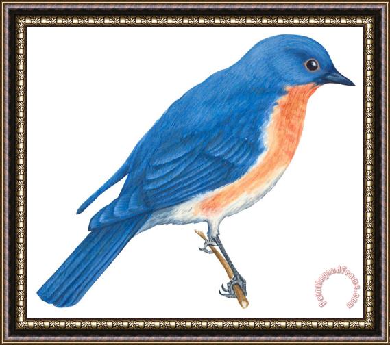 Others Eastern Bluebird Framed Painting