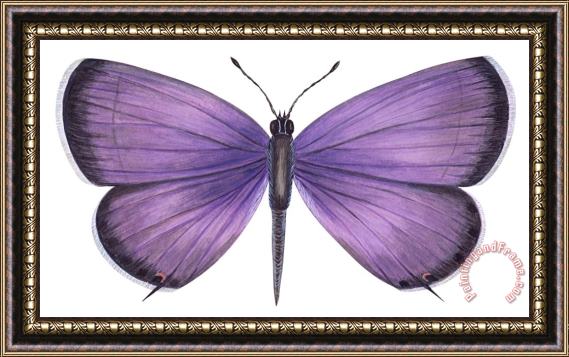 Others Eastern Tailed Blue Butterfly Framed Painting