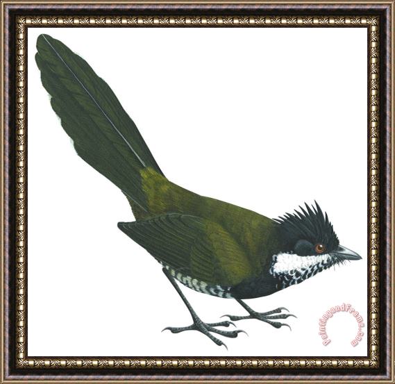 Others Eastern Whipbird Framed Painting