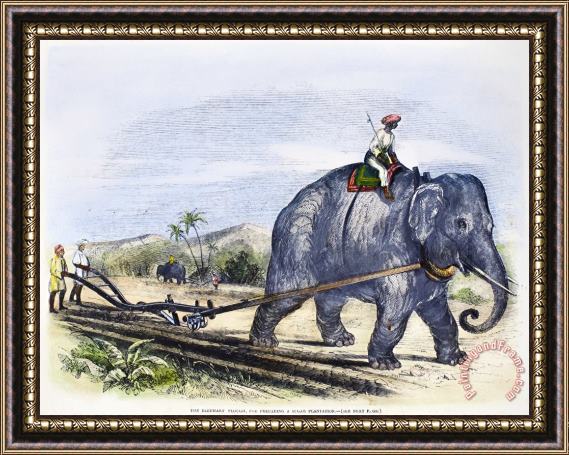 Others Elephant Plowing, 1847 Framed Painting