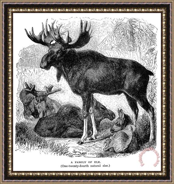 Others Elk/moose Framed Print