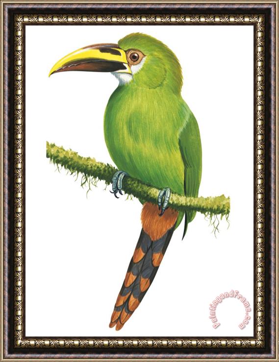 Others Emerald Toucanet Framed Print