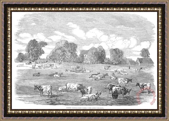 Others England: Cattle, 1853 Framed Painting