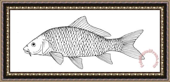 Others Fish: Carp Framed Painting