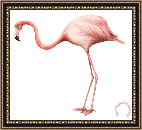 Others Flamingo Framed Print