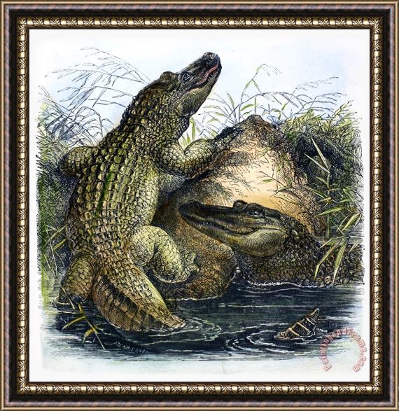 Others Florida Alligators Framed Painting