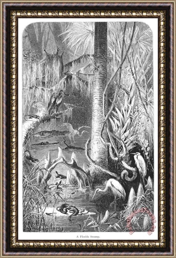 Others Florida: Swamp Framed Painting