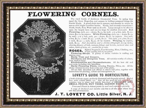 Others Flower Advertisement, 1890 Framed Painting