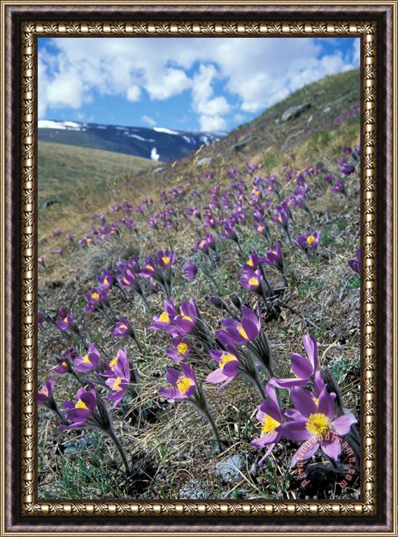 Others Flowers Framed Print