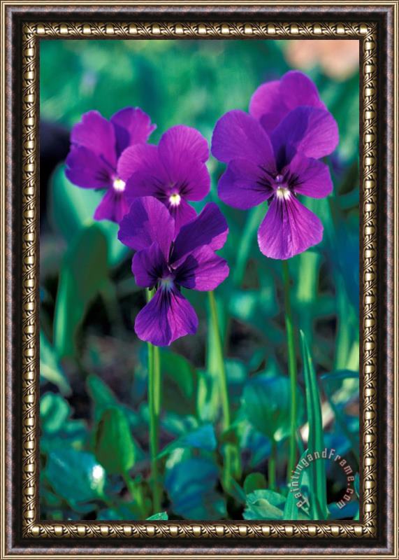 Others Flowers Framed Painting
