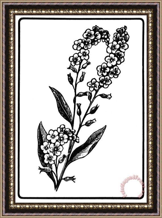 Others Forget-me-not Framed Print
