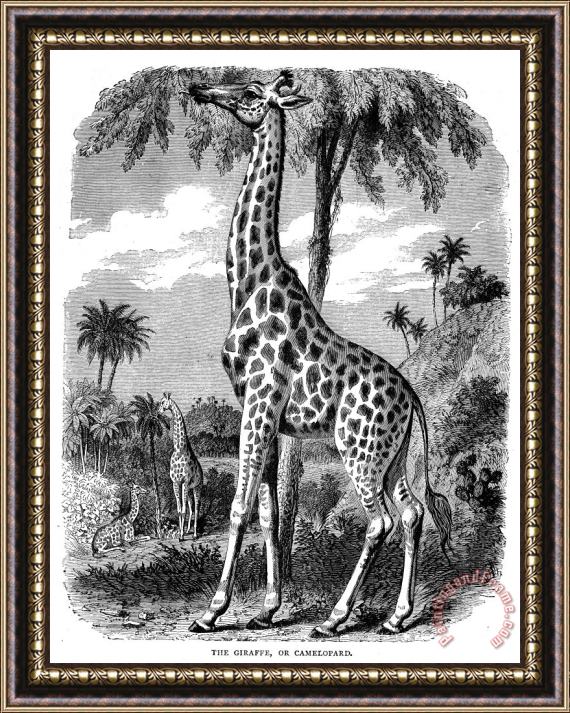 Others Giraffe Framed Print