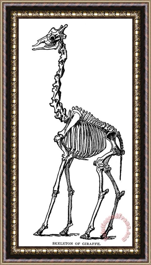 Others Giraffe Skeleton Framed Painting