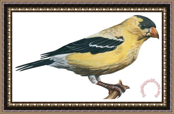 Others Goldfinch Framed Painting