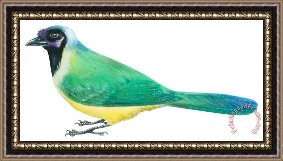 Others Green Jay Framed Print