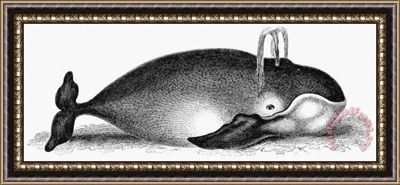 Others Greenland Whale Framed Painting