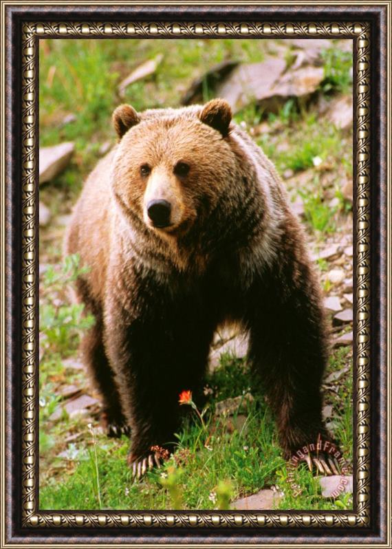 Others Grizzly Bear Framed Print