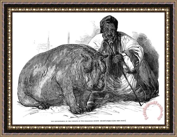 Others Hippopotamus: London Zoo Framed Print