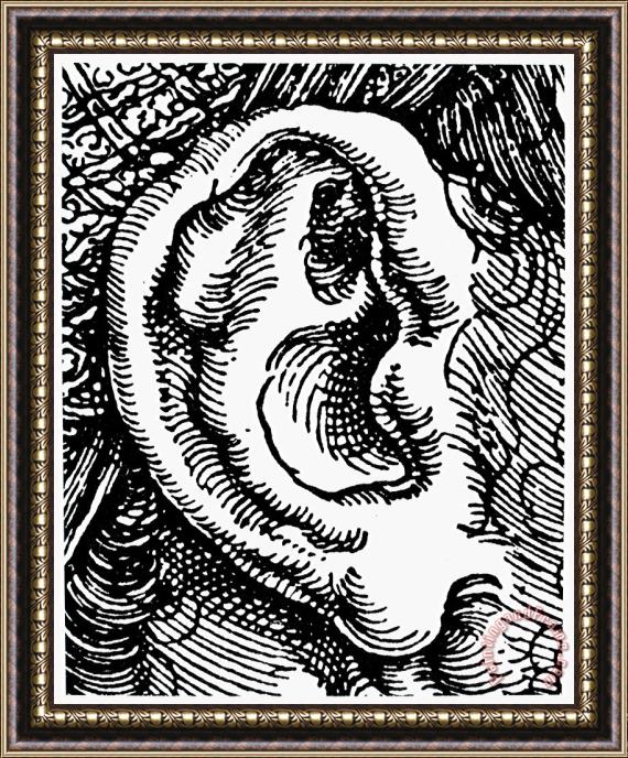 Others Human Ear Framed Print