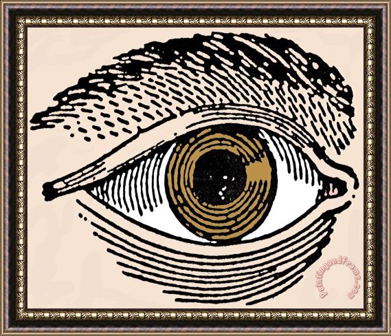 Others HUMAN EYE, 19th CENTURY Framed Painting