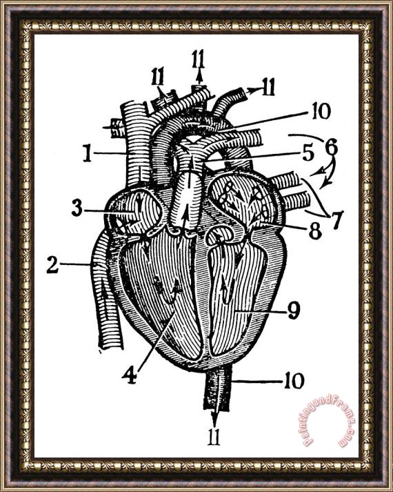 Others Human Heart Framed Print