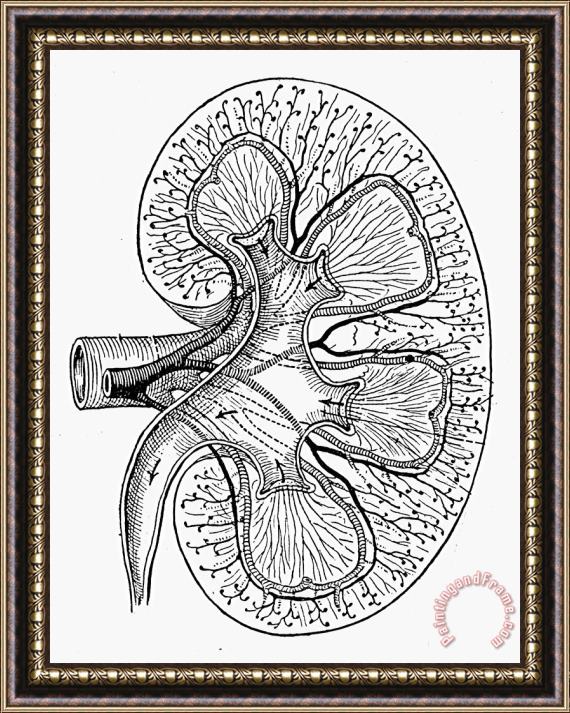 Others Human Kidney Framed Painting