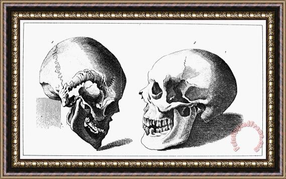 Others Human Skull Framed Print