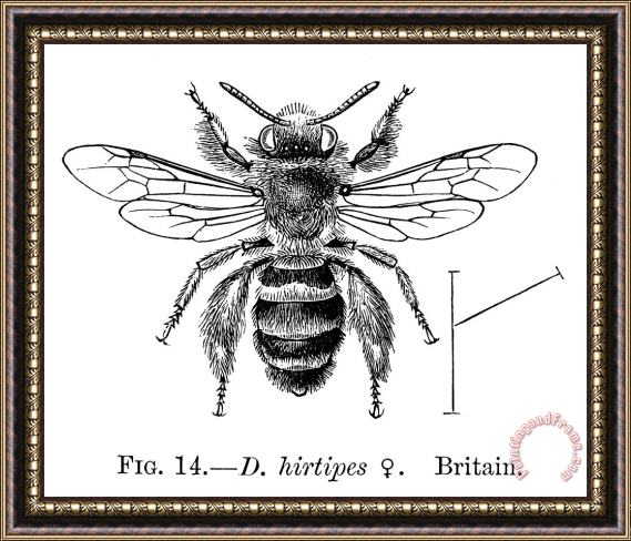 Others Insects: Bees Framed Print