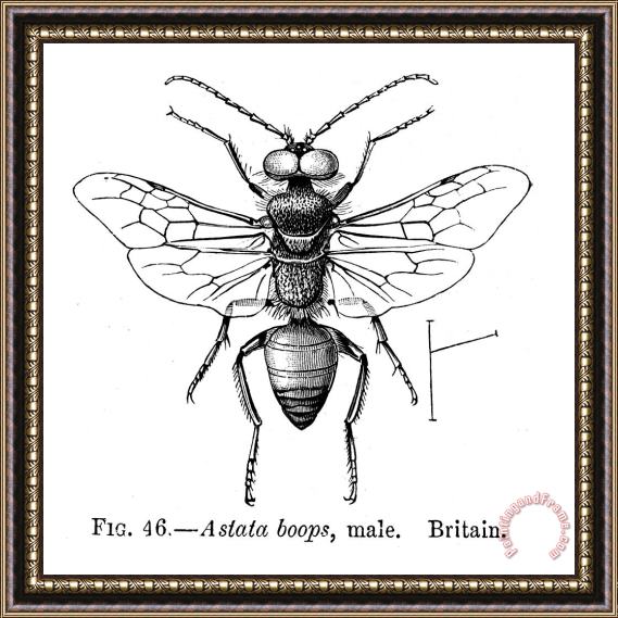 Others Insects: Wasps Framed Print
