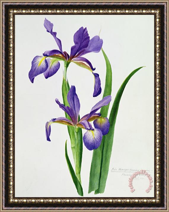 Others Iris monspur Framed Print