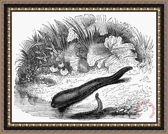 Others Leeches Framed Print
