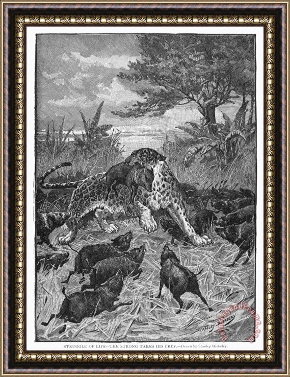 Others Leopard Framed Painting