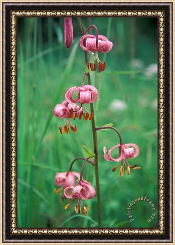 Others Lilies Framed Painting
