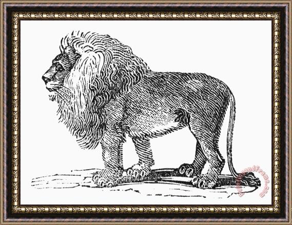 Others Lion Framed Print