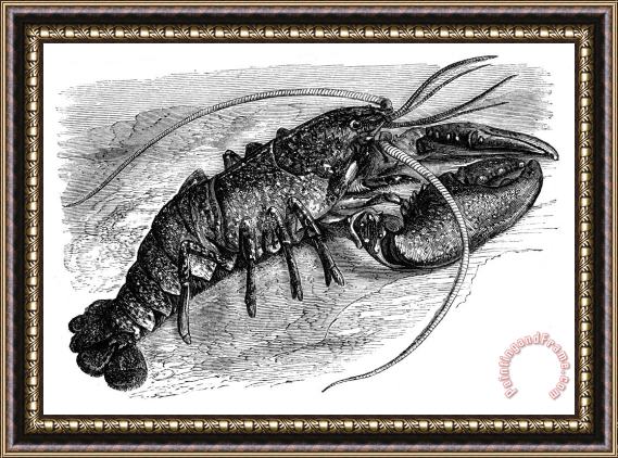 Others Lobster Framed Print