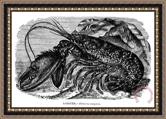 Others Lobster Framed Print