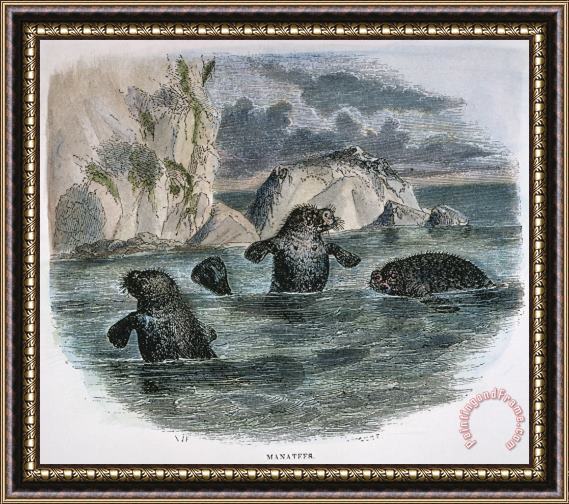Others MANATEE, 19th CENTURY Framed Print