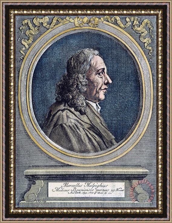 Others Marcello Malpighi Framed Print