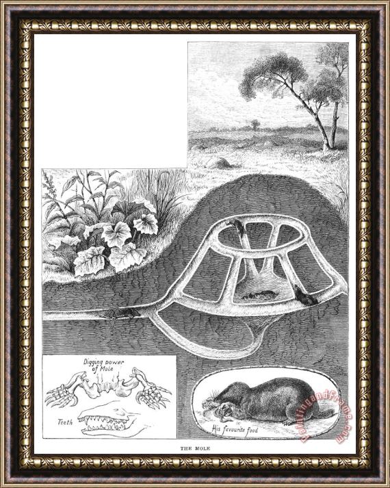 Others Mole Dwelling Framed Print