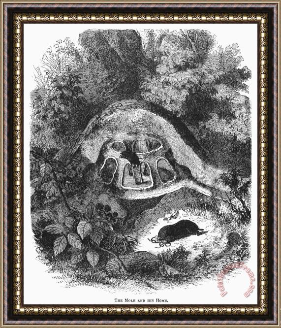 Others Mole Dwelling Framed Print